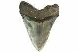 Fossil Megalodon Tooth - North Carolina #149412-2